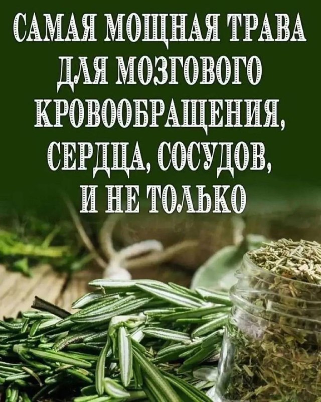 Мощные свойства розмарина для здоровья и молодости