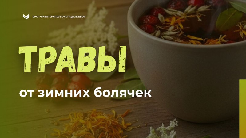 Как укрепить иммунитет в зимние месяцы с помощью трав