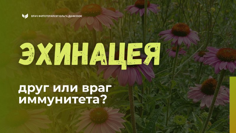 Эхинацея: эффект и применение для укрепления иммунитета