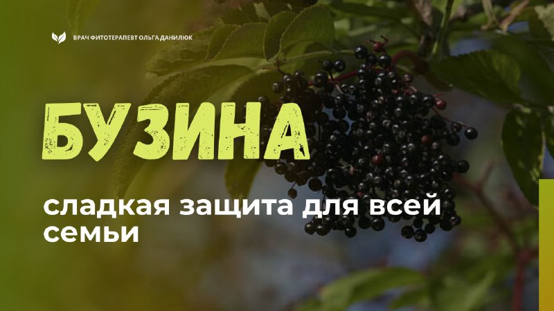 Польза бузины для здоровья всей семьи