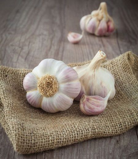Чеснок — природный источник здоровья и долголетия