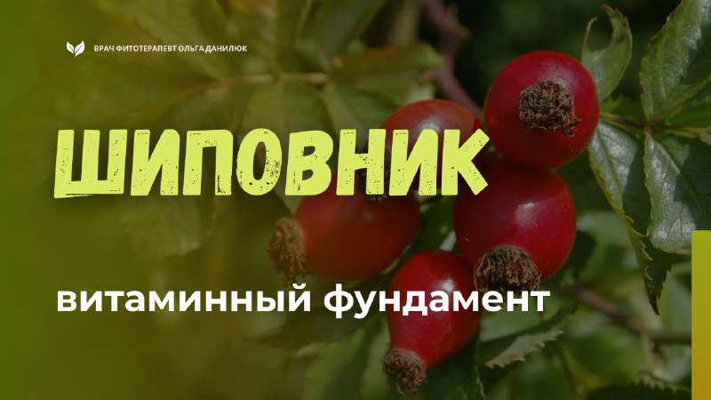Польза шиповника для иммунитета и здоровья