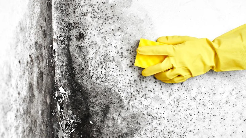Опасность чёрной плесени: как защитить свой дом и здоровье