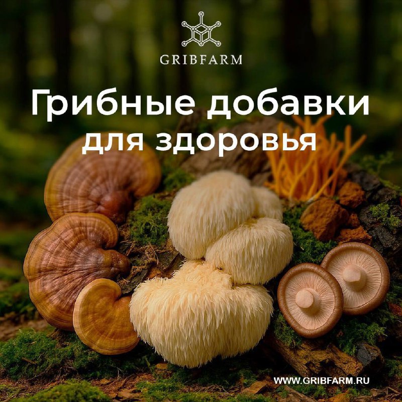 Польза и особенности добавок из функциональных грибов