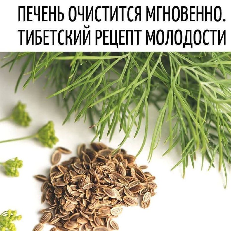 Мгновенное очищение печени с помощью тибетского травяного чая