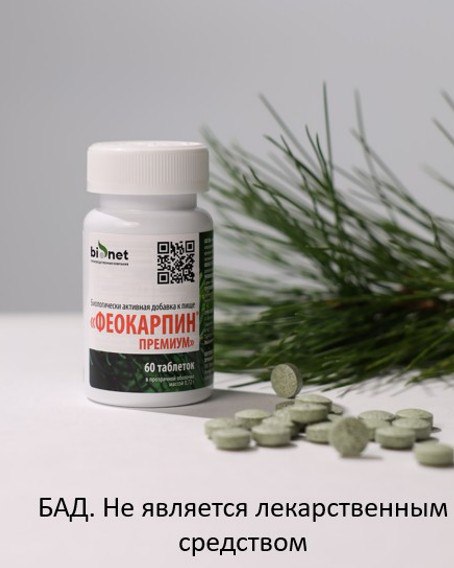 Польза хвойных растений и их применение в биологических добавках