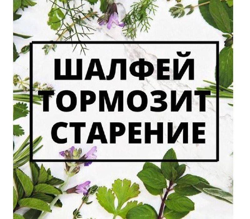 Шалфей способствует замедлению процессов старения