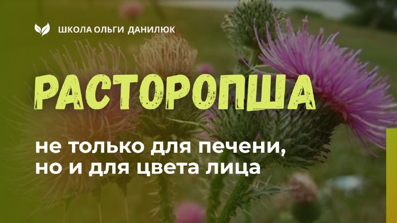 Расторопша: польза для печени и сияния кожи