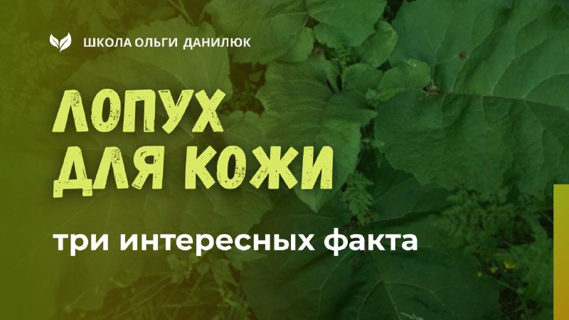 Три удивительных свойства лопуха для здоровья кожи