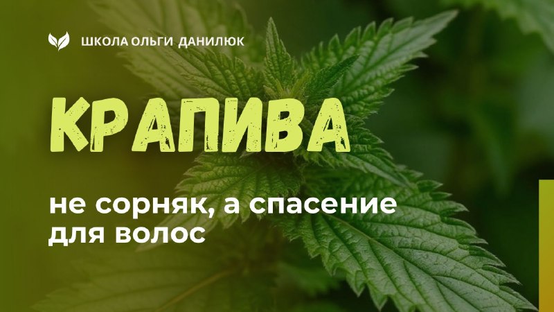 Крапива — естественное средство для укрепления волос и ногтей