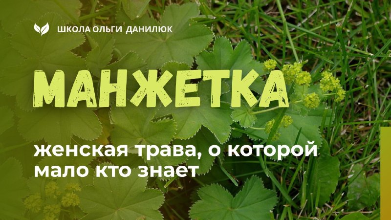 Манжетка: «женская трава», которая мягко поддерживает гормональный баланс