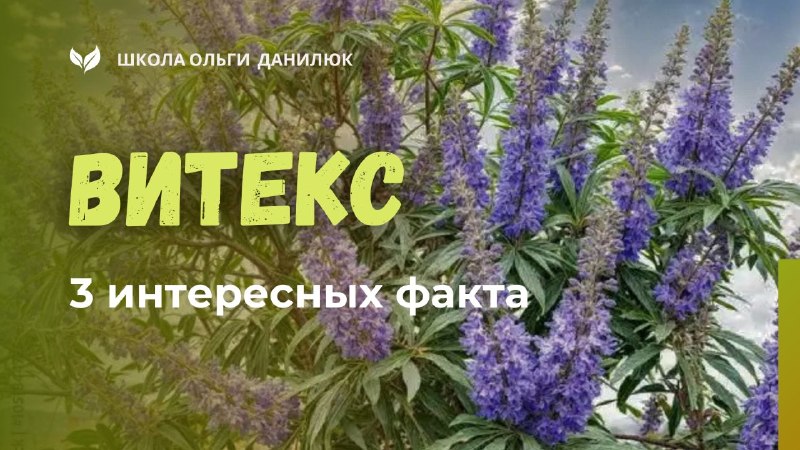 Три факта о витексе: как он влияет на гормоны и ПМС