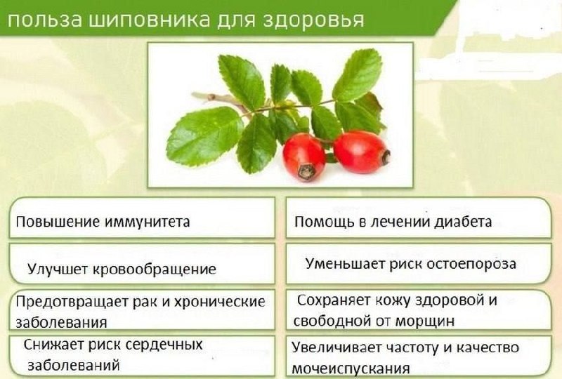 Шиповник на даче: польза и целебные свойства