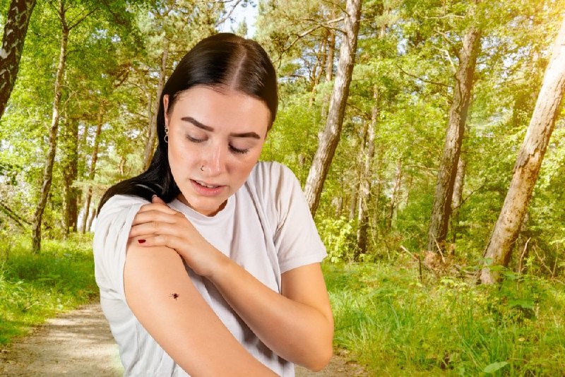 Как правильно действовать при укусе клеща: профилактика и наблюдение