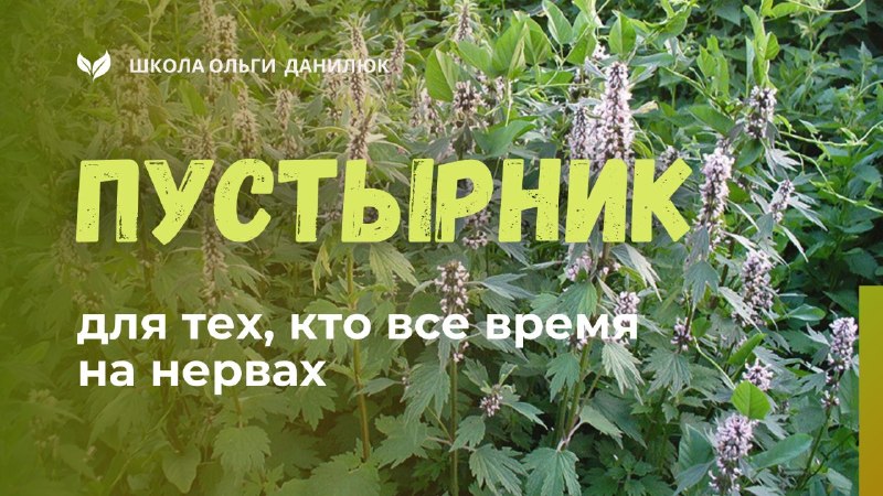 Пустырник при стрессе: успокаивает без сонливости
