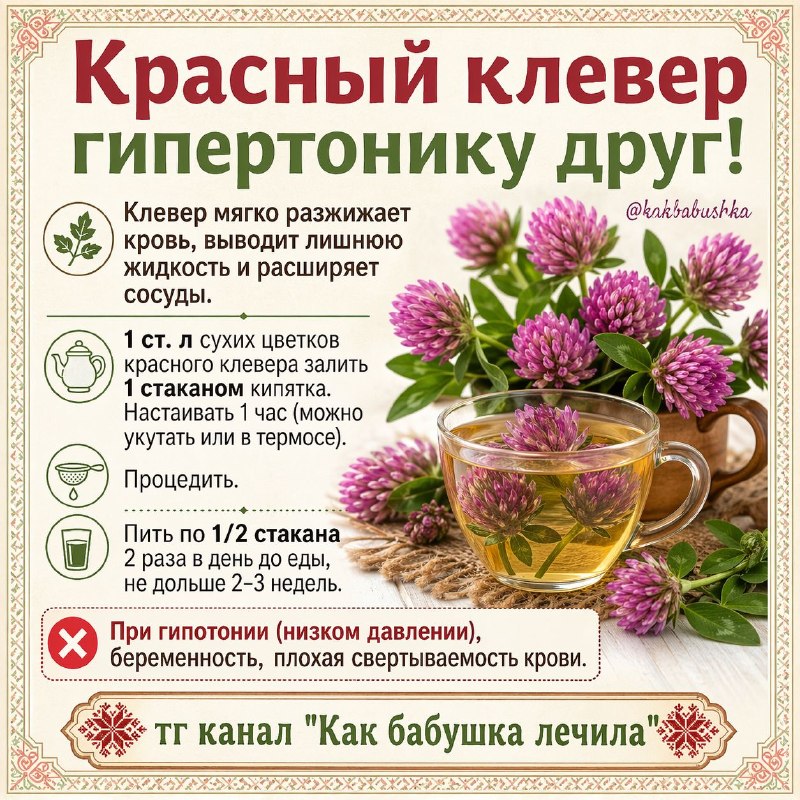 Красный клевер при гипертонии: как принимать и кому нельзя