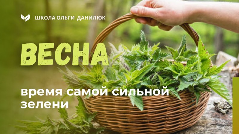 Почему молодые листья весной самые полезные: майские заготовки травника