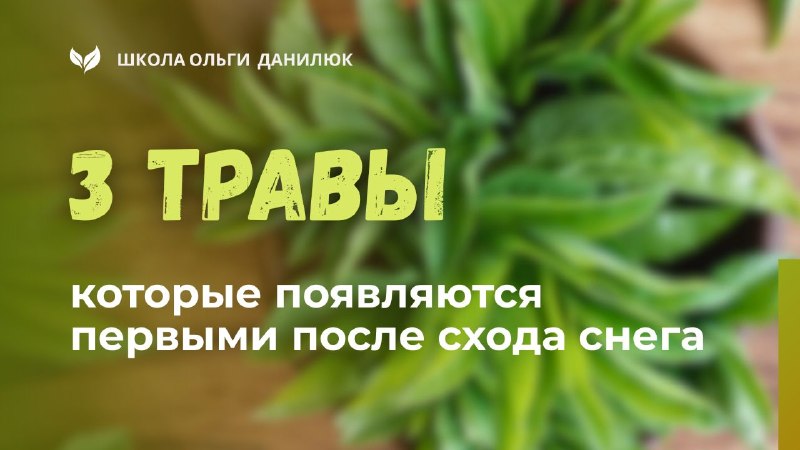 Какие травы можно собирать в апреле–мае после схода снега