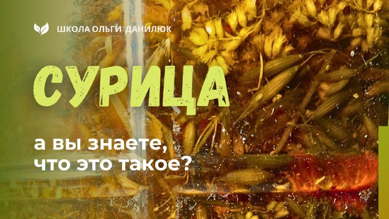 Сурица: старославянский «элексир, поцелованный солнцем»