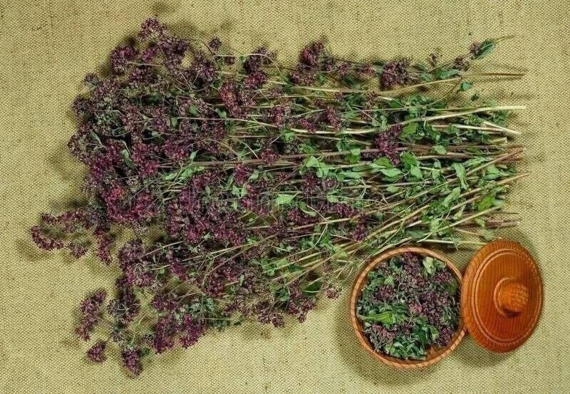 Чай из душицы, зверобоя и мяты: рецепт и настой