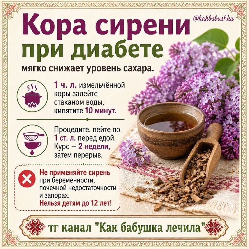 Кора сирени при диабете: заготовка, применение и меры предосторожности