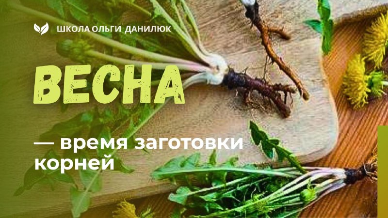 Заготовка корней весной: когда копать и как сушить