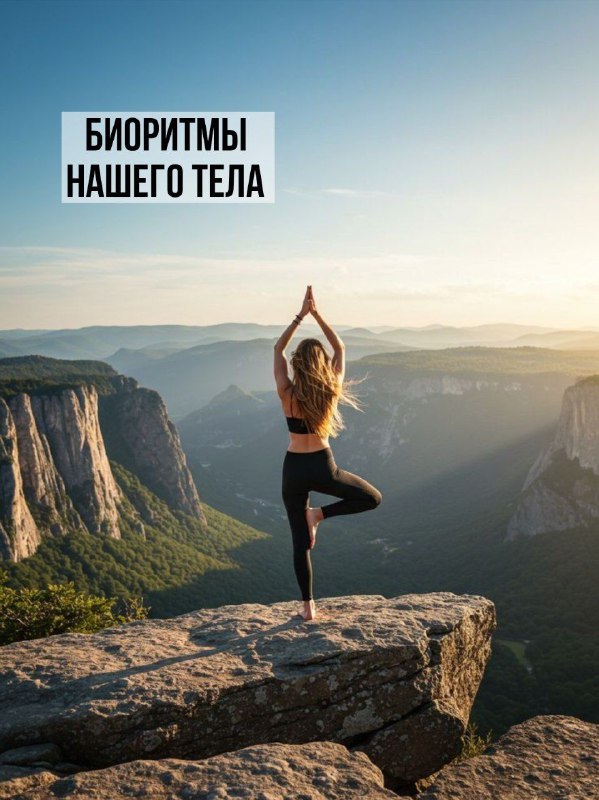 Биологические часы организма: когда что работает и как планировать питание