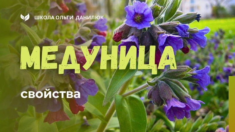 Медуница: ранний медонос и лекарственное растение для бронхолёгочной системы