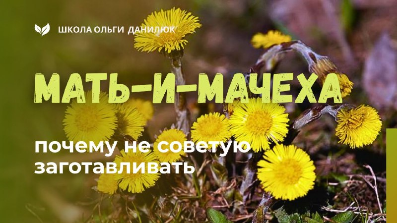 Мать-и-мачеха: когда любоваться, а когда заготавливать