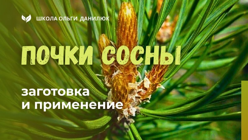 Почки сосны: заготовка и применение при кашле и простудных заболеваниях