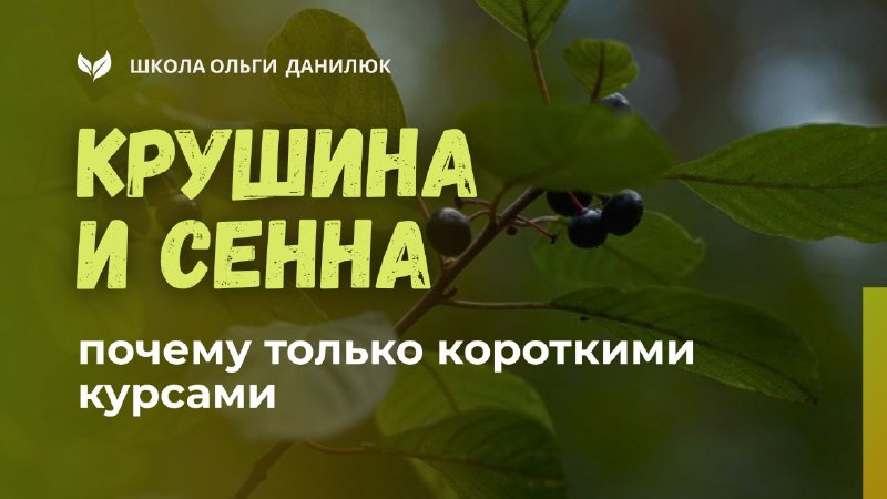 Крушина и сенна: риски длительного применения