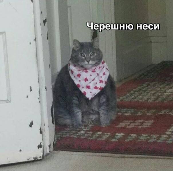 Черешня: летнее лакомство или угроза для почек?