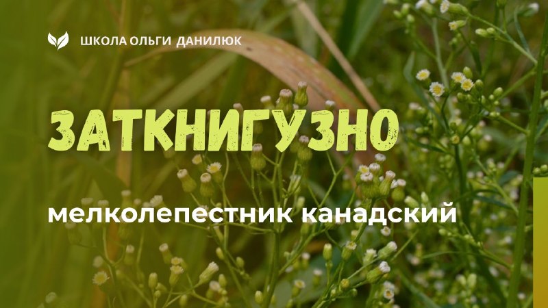 Мелколепестник канадский – знаменитое заткнигузно