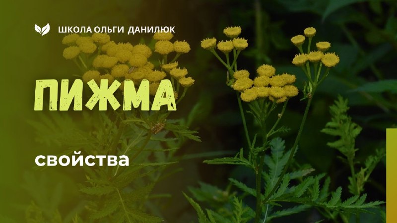Пижма: лечебные свойства и применение