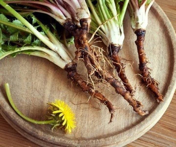Одуванчик против рака: чудодейственный чай и кофе