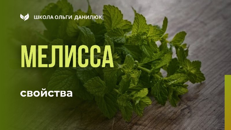 Мелисса: лечебные свойства и применение