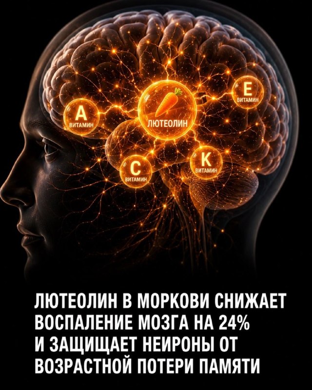 Морковь: неожиданные механизмы защиты от рака и болезней сердца Морковь: неожиданные механизмы защиты от рака и болезней сердца