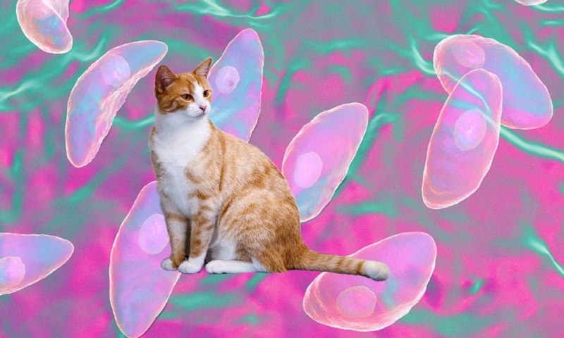 Кошки, герпес и Альцгеймер: о чём рассказали израильские учёные