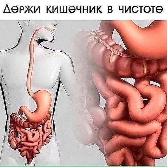 Как очистить кишечник: овсяно-рисовая каша и настой морковной ботвы