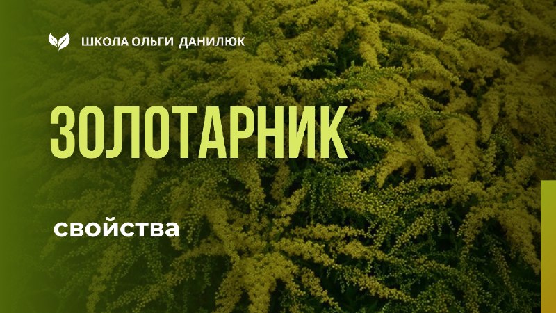 Золотарник канадский: полезные свойства и применение