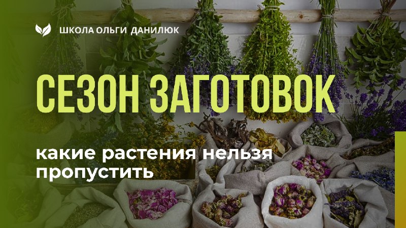 Сентябрьский алфавит силы: что заготовить до заморозков