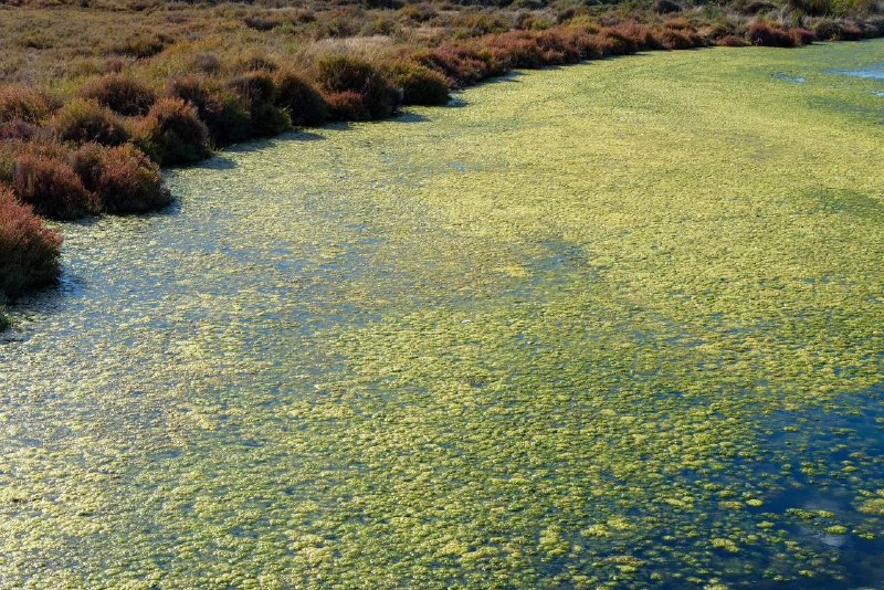 Бархатный сезон: чем опасна бактерия Vibrio vulnificus в морской воде
