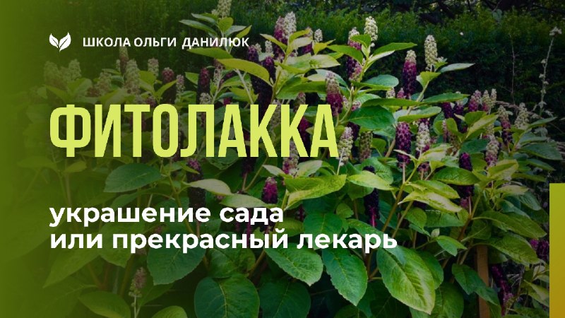 Фитолакка (лаконос): садовый лекарь или просто украшение?