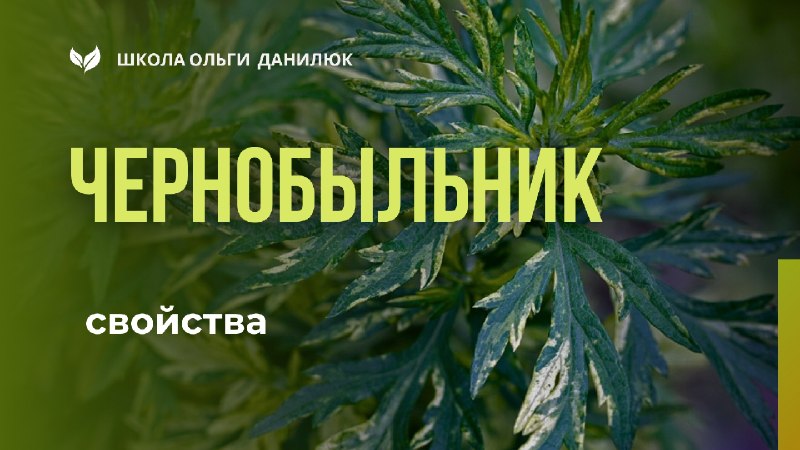 Чернобыльник: лечебные свойства и применение