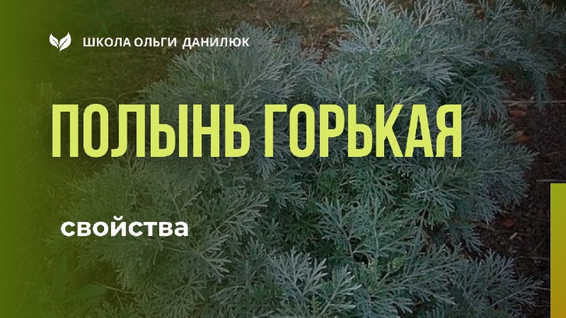 Полынь горькая: лечебные свойства и применение