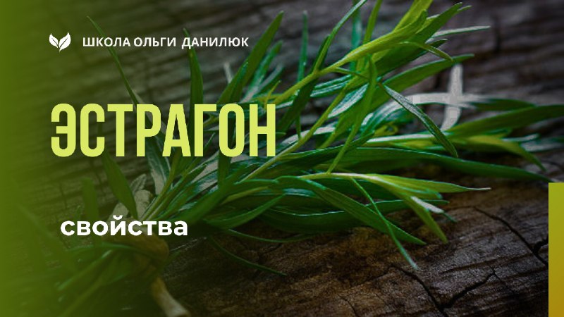 Эстрагон (тархун): полезные свойства и применение