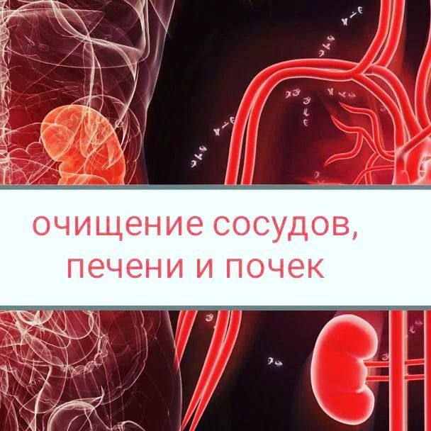 Как очистить сосуды, печень и почки народными средствами