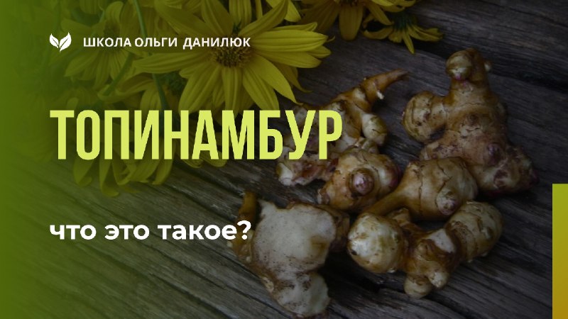 Топинамбур — земляная груша: польза и особенности выращивания