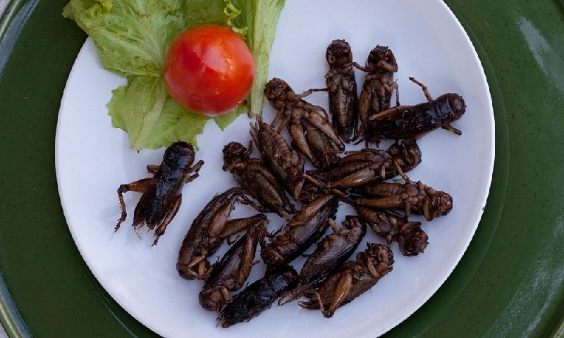 Сверчки на ужин: насколько насекомые полезнее мяса