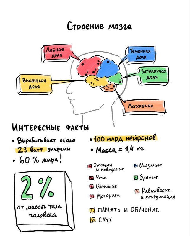 5 простых практик для развития нейропластичности мозга